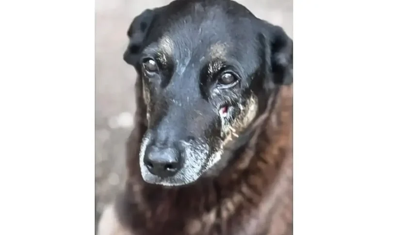 Policial Militar Presta Depoimento Por Maus-Tratos A Cachorro Comunitário Em São Paulo 1 2026 word1