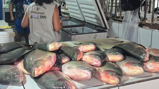 Operação Conjunta Apreende 500 Kg De Pescado Irregular Em Feira Da Capital: Entenda O Caso 1 2026 word2