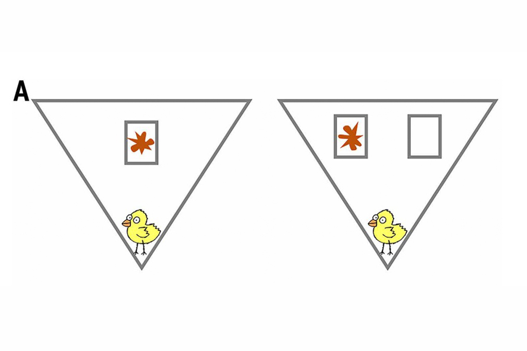 2302-Pintinho-Layout_Site2 Ilustração dos experimentos Bouba-kiki em pintinhos