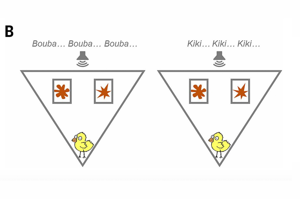 2302-Pintinho-Layout_Site3 Ilustração dos experimentos Bouba-kiki em pintinhos