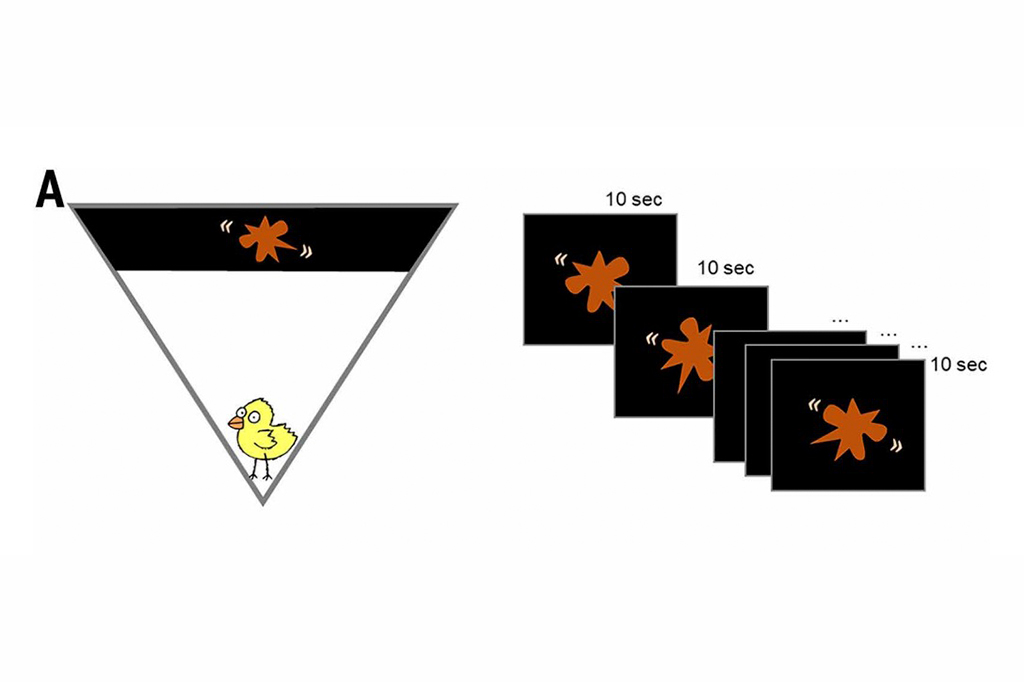 2302-Pintinho-Layout_Site4 Ilustração dos experimentos Bouba-kiki em pintinhos