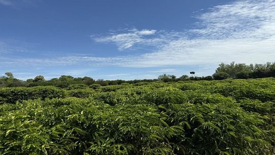 Expedição Na Rota Do Café: Ciência E Inovação Para Produtores Locais 1 2026 word2