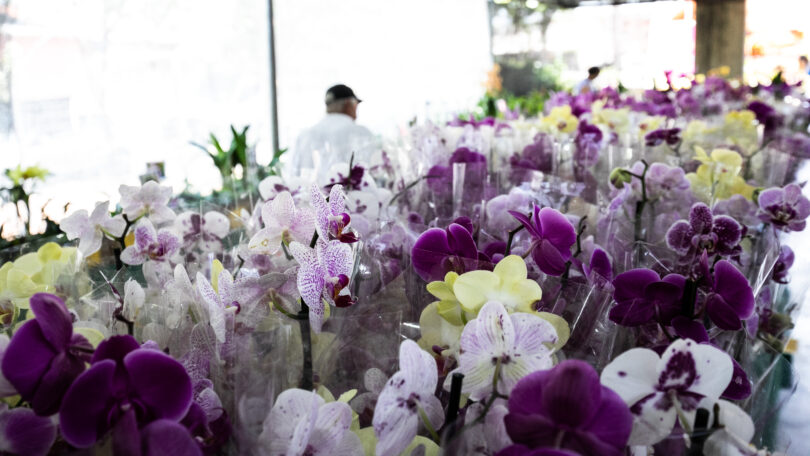Festival De Orquídeas De Cuiabá Impulsiona Economia Local Com Destaque Para O Mercado De Flores 1 Arquivo