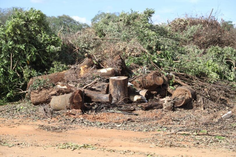 Sorriso Lança Projeto Para Criar Créditos Ambientais A Partir De Resíduos De Madeira 1 2026 word1