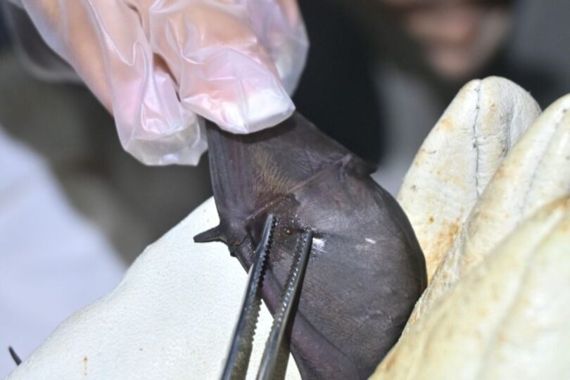 Ufmt Monitora Morcegos Em Busca De Microrganismos Prejudiciais À Saúde Humana 1 2026 word1