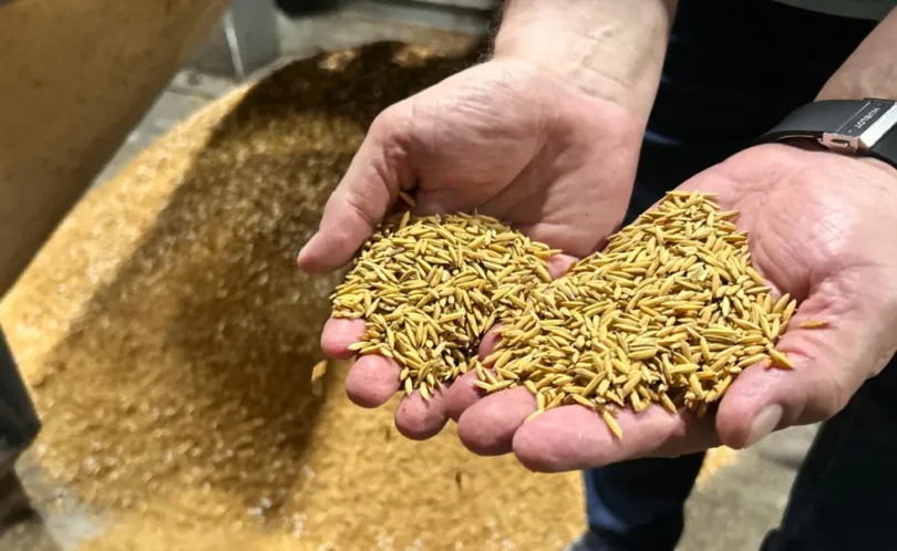 Arroz Tem Aumento Inesperado De Preço Durante Período De Colheita No Rio Grande Do Sul 1 2026 word1