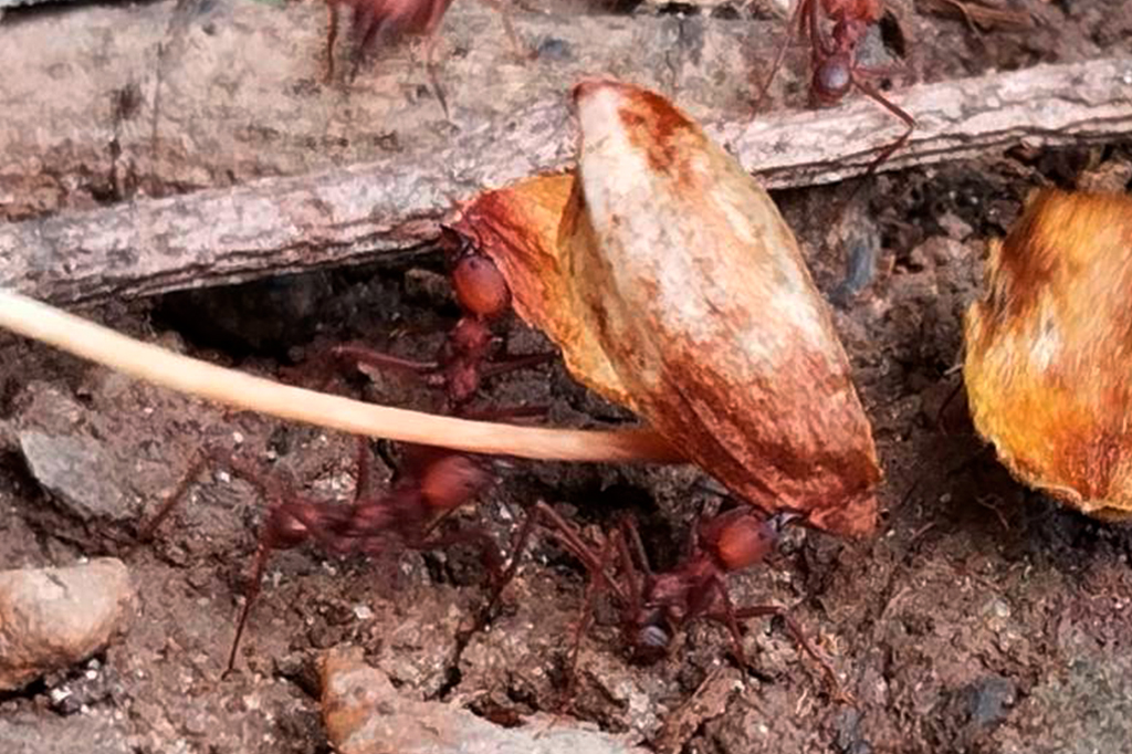 Fotografia da trilha de formigas saúva-limão em campo.