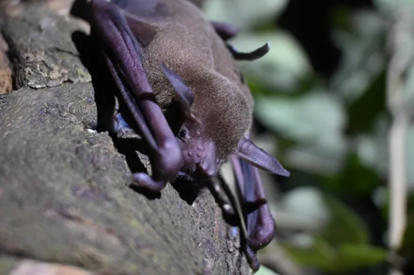 Mapeamento De Patógenos Em Morcegos De Mato Grosso: Novas Descobertas Na Pesquisa Wildlife 1 2026 word1