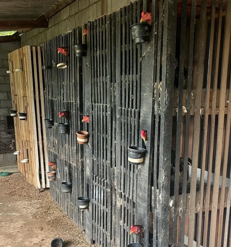 Polícia Desmantela Rinha De Galos Em Várzea Grande: Operação Resulta Em Prisões 1 2026 word1