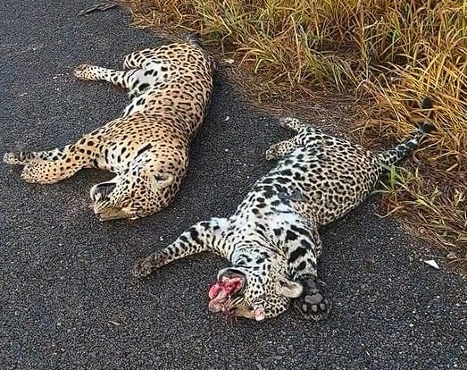 0Cc0452077F76C6591C8073Fa547Bd7C Onça morre atropelada na BR-163; é o segundo caso em poucos dias na região