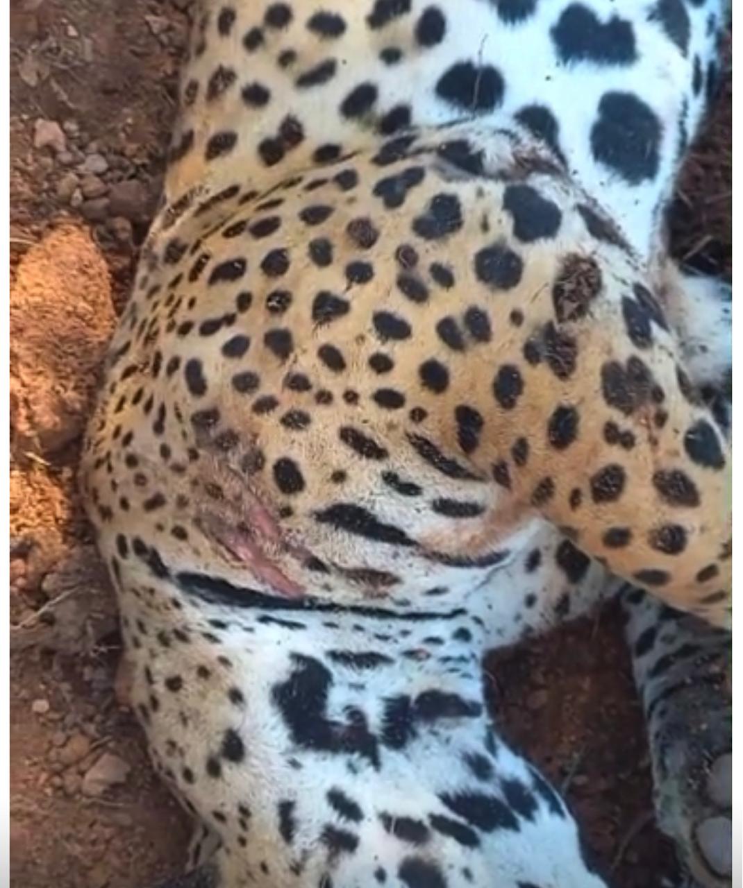 Whatsapp-Image-2026-03-01-At-16-12-58 Onça morre atropelada na BR-163; é o segundo caso em poucos dias na região