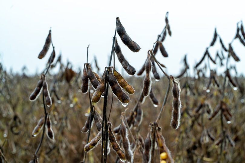 Chuvas Atrasam Colheita Da Soja Em Mato Grosso, Causando Prejuízos Generalizados 1 2026 word1