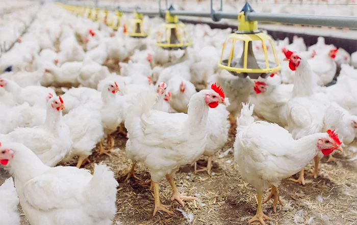 Queda No Preço Do Frango Vivo Impacta Avicultores Paulistas Em Fevereiro 1 2026 word1