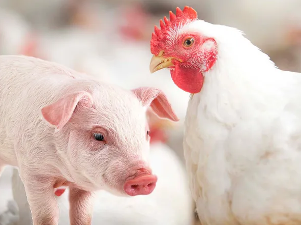 Cna Divulga Principais Metas Para Avicultura E Suinocultura Até 2026: Confira! 1 2026 word3