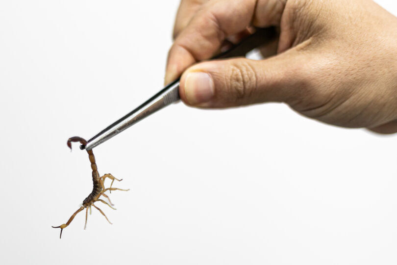 Prefeitura De Cuiabá Reduz Em 63,6% Os Acidentes Com Animais Peçonhentos Em Janeiro De 2026 1 Arquivo