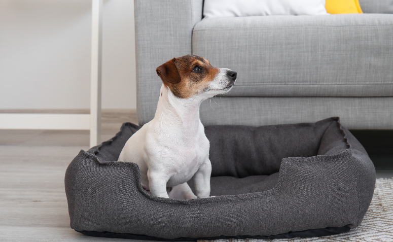 Cachorro sozinho em casa, deitado em sua caminha