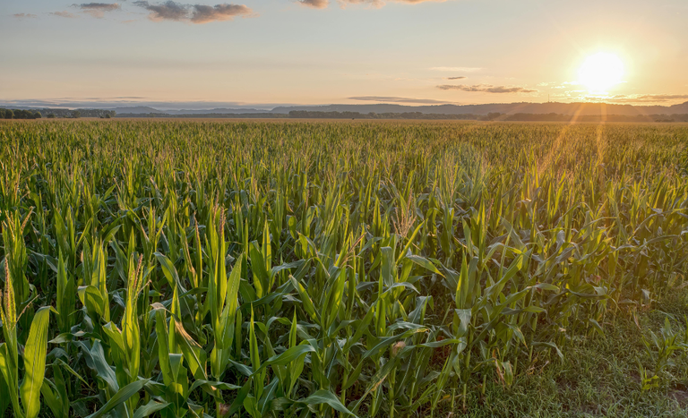 Agropecuária Brasileira Tem Crescimento De 11,7% Em 2025, Fortalecendo Sua Contribuição Para O Pib 1 2026 word3
