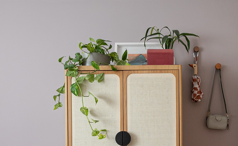 Planta jiboia com folhas verdes pendentes crescendo rapidamente em vaso dentro de casa