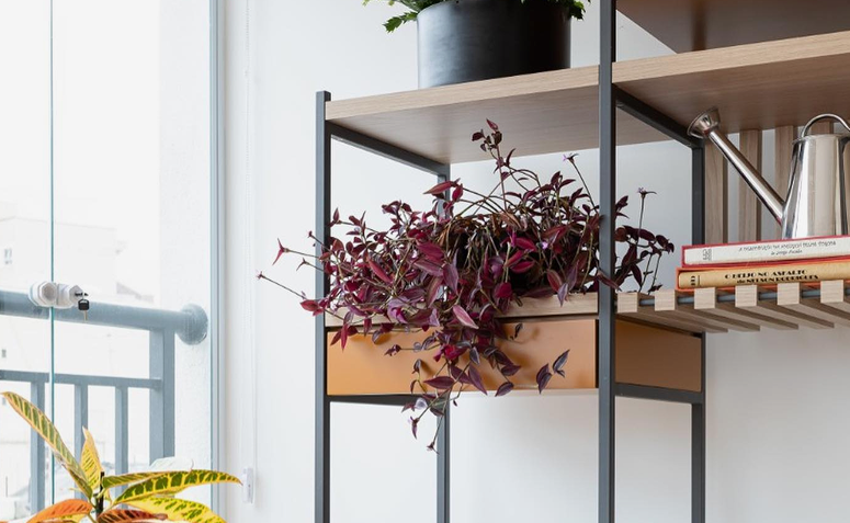 Lambari com folhas arroxeadas preenchendo vaso e crescendo de forma abundante