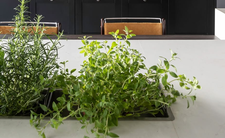 Manjericão verde e saudável crescendo rápido em vaso com folhas viçosas