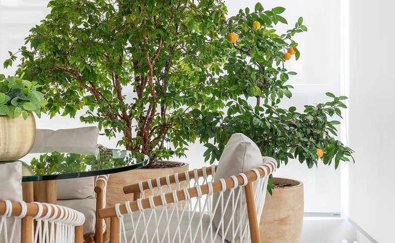 Limoeiro cultivado em vaso com crescimento rápido e folhas verdes