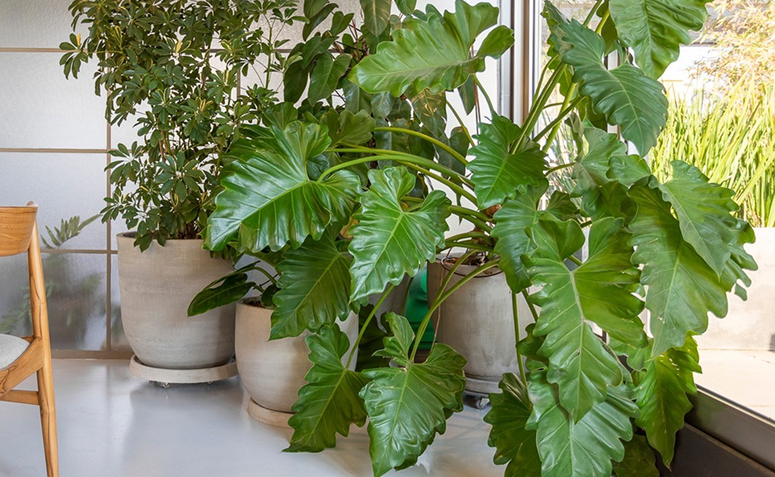 filodendro ondulato com folhas grandes e verdes preenchendo o ambiente interno