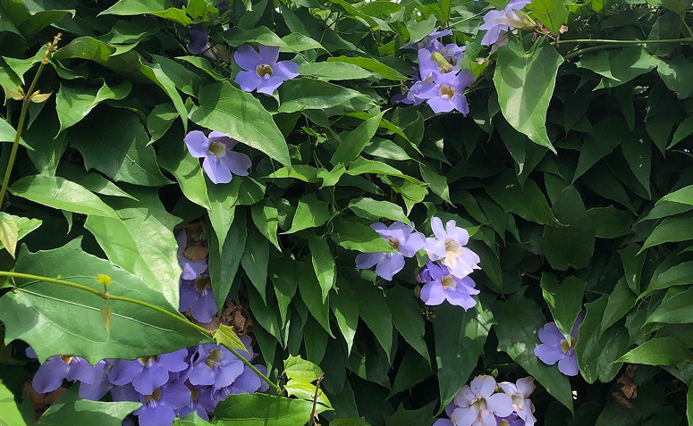 Tumbérgia trepadeira com crescimento rápido cobrindo cerca com flores