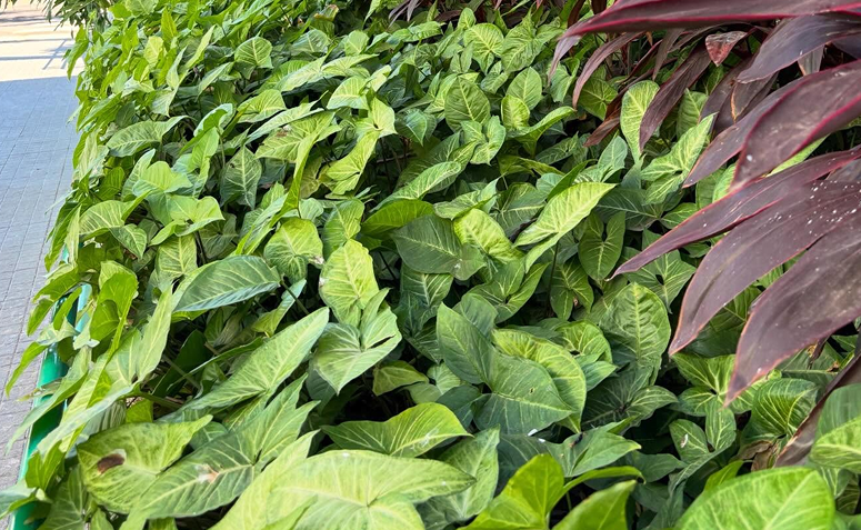Singônio com folhas verdes em formato de seta crescendo em canteiro.