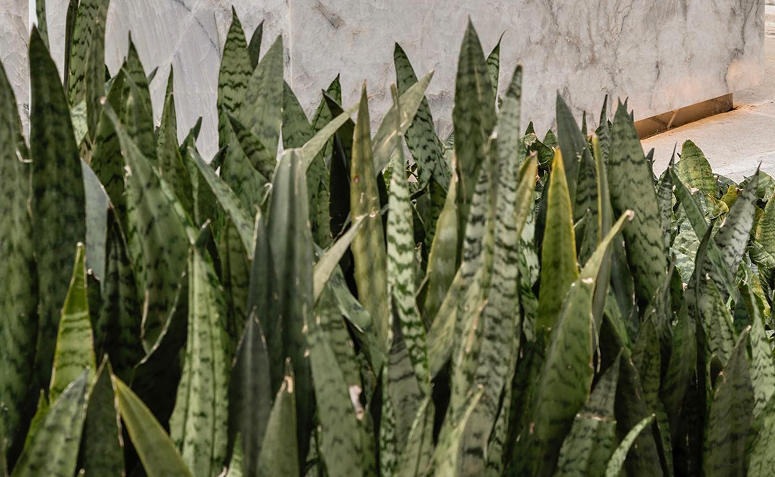 Espada-de-são-jorge com folhas eretas preenchendo canteiro externo.
