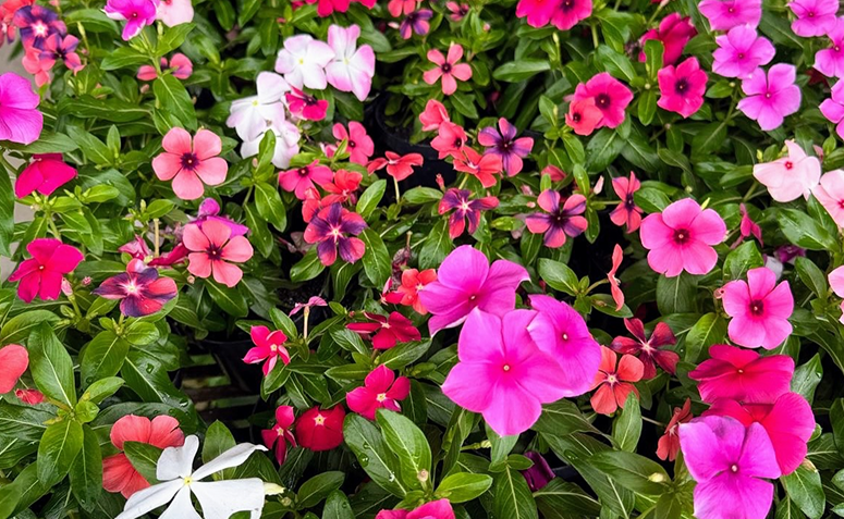 Vinca florida com flores coloridas crescendo rapidamente no jardim
