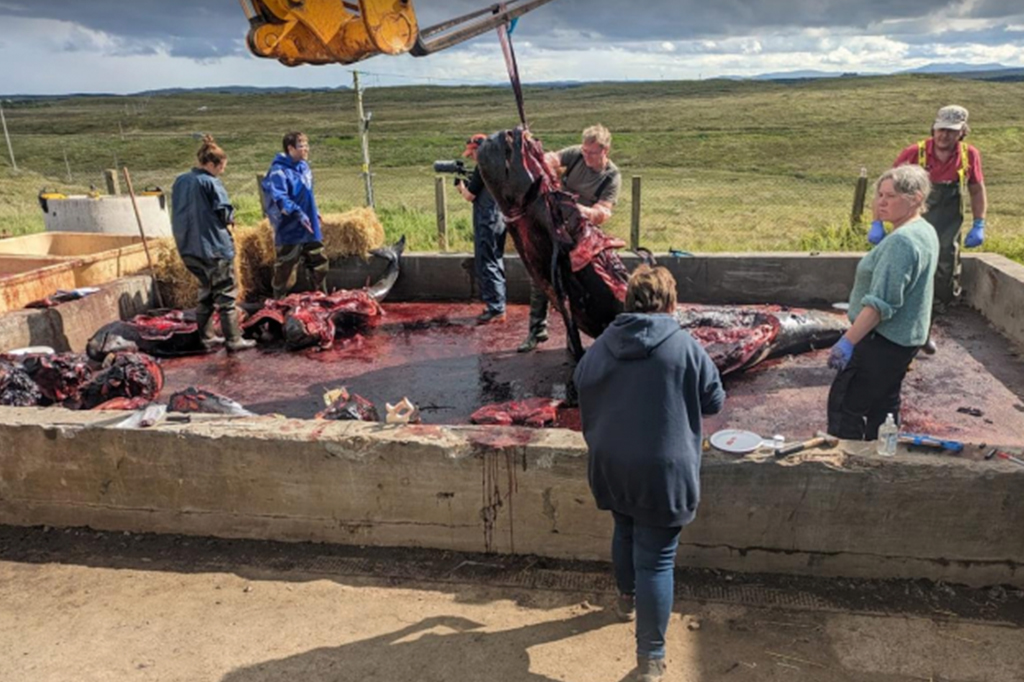 Fotografia do local de necropsia no centro de descarte de resíduos de Stornoway. O local gentilmente permitiu que a equipe da SMASS reaproveitasse uma bacia de contenção de óleo para as necropsias.