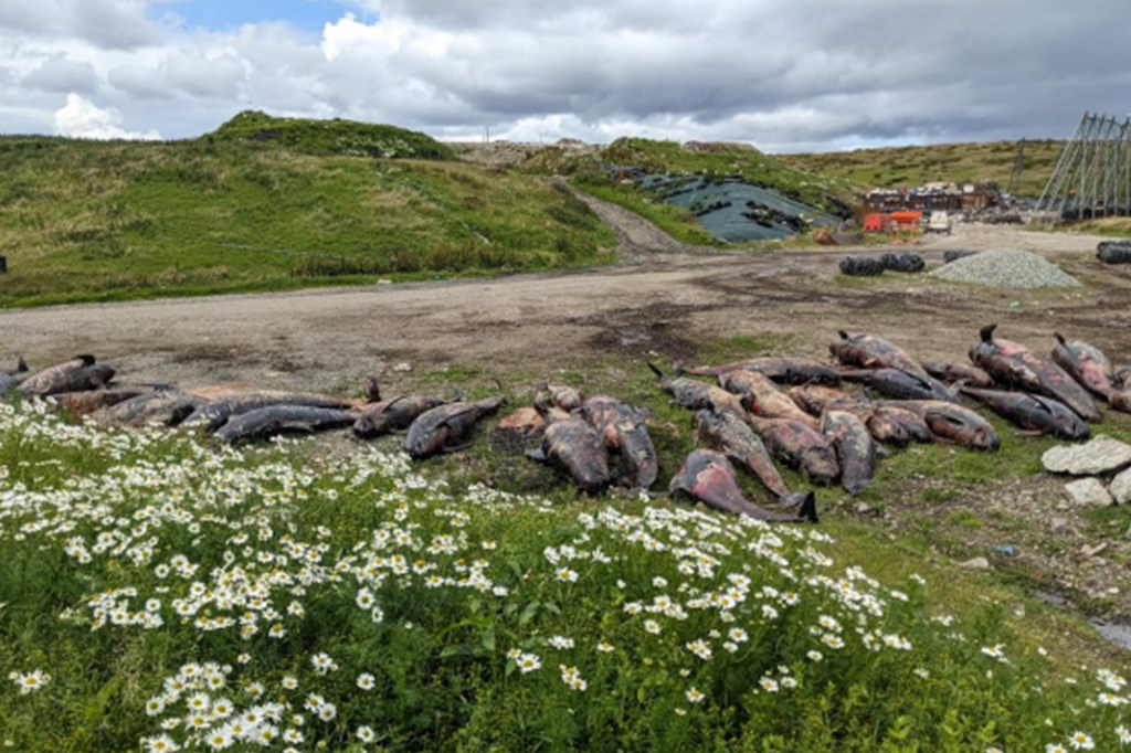 Fotografia das carcaças foram transportadas para o aterro sanitário antes da necropsia ou exame.