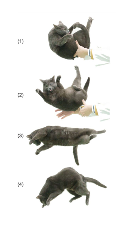 Quatro imagens de um gato caindo em pé.