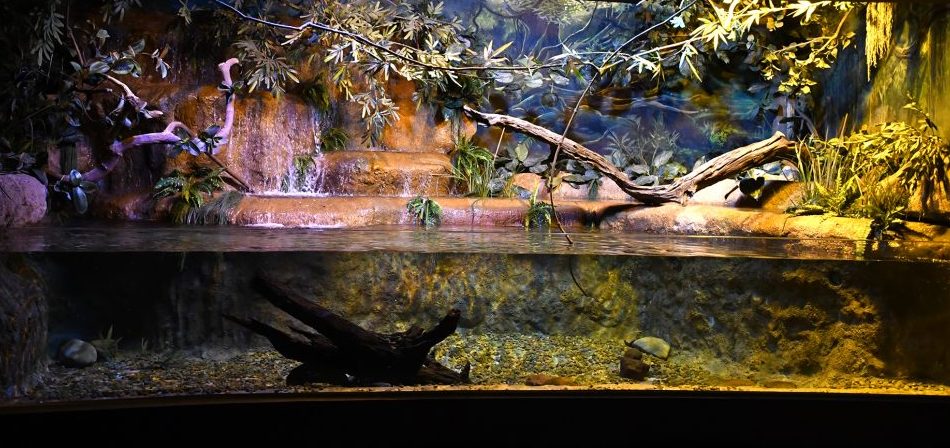 Riachos de Cabeceira bioparque pantanal campo grande mato grosso do sul