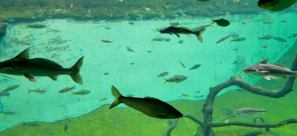 bioparque pantanal campo grande mato grosso do sul