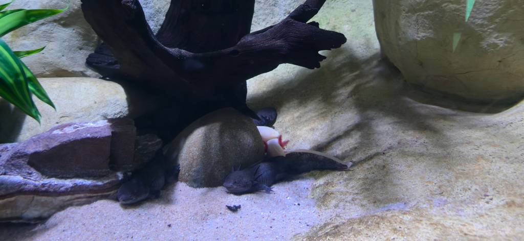 axolote bioparque pantanal campo grande