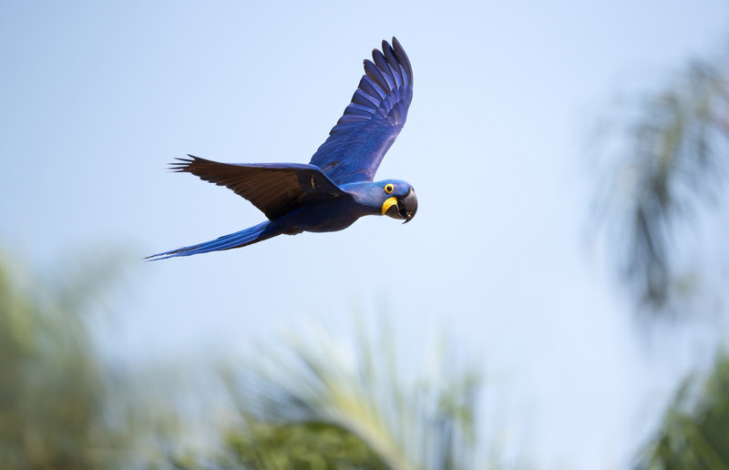 Arara-azul, Pantanal