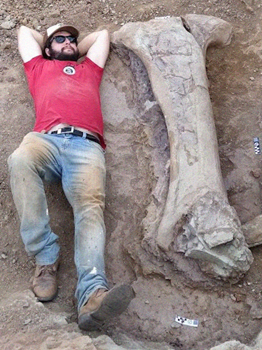 Fotografia da dimensão gigantesca do dinossauro encontrado, o paleontólogo da UFSM Leonardo Kerber deita-se ao lado de um dos fósseis escavados no Maranhão