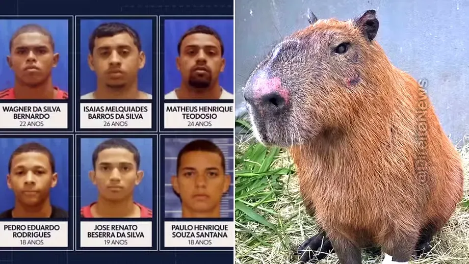 presos maustratos capivara enquadrados decreto cao orelha pagar 20 mil multa cada um presos maustratos capivara enquadrados decreto cao orelha pagar 20 mil multa cada um