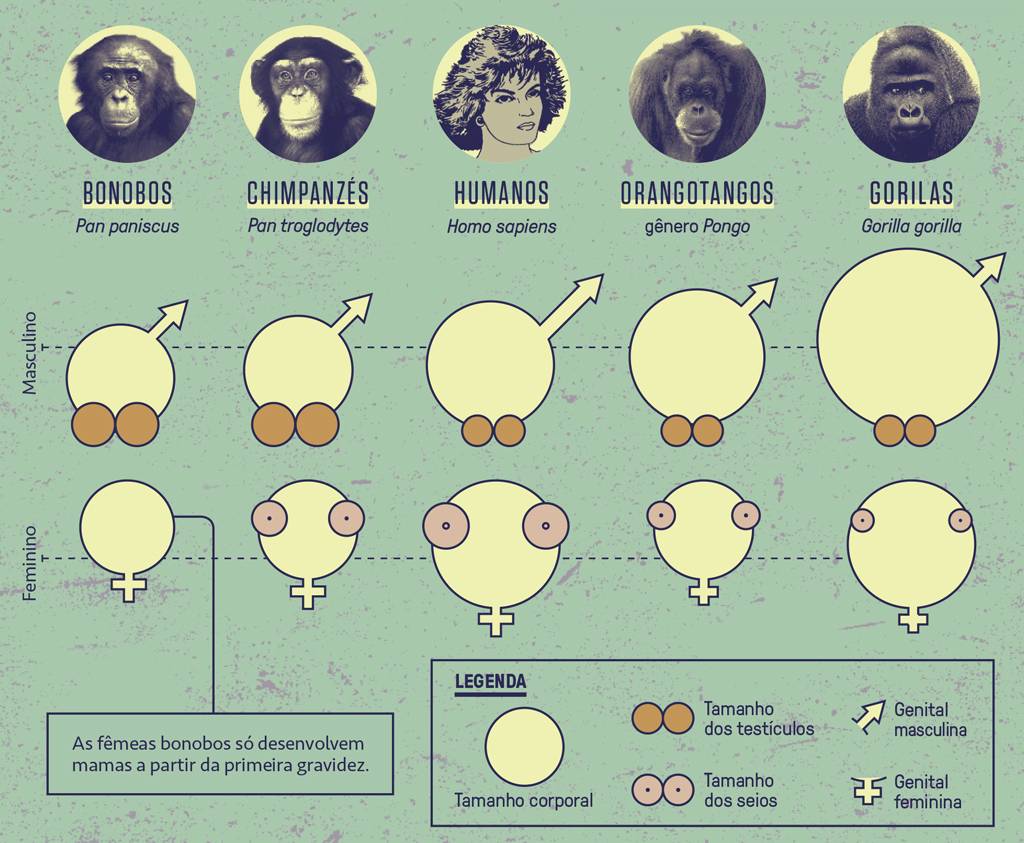 SI_485_Oráculo_Gráfico_primatas_1a Gráfico comparativo dos genitais dos primatas.