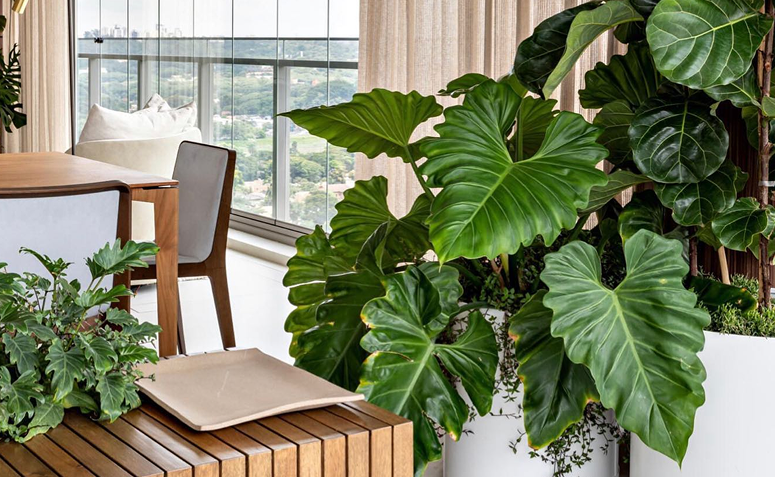 Planta de folhas grandes em varanda de apartamento, mostrando espécie que pode acumular poeira em ambientes internos.