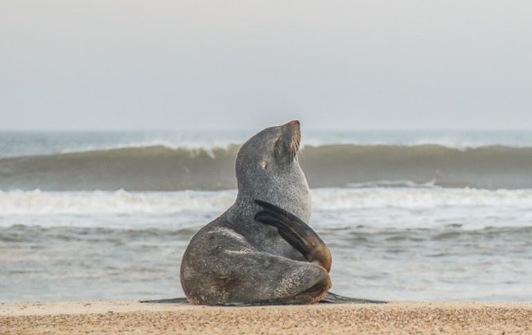 parque nacional marinho do albardao rio grande do sul santa vitoria do palmar