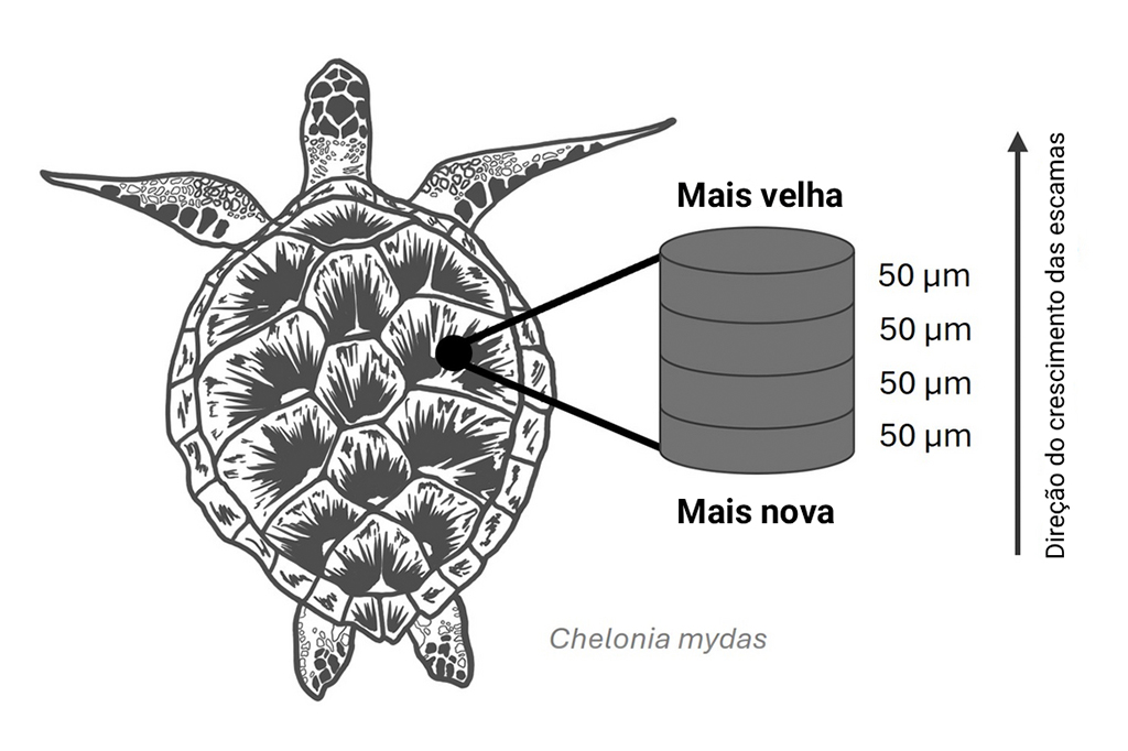 Ilustração da Radiocarbono de bombas atômicas revela a dinâmica de crescimento da queratina em tartarugas-cabeçudas (Caretta caretta) e tartarugas-verdes (Chelonia mydas).