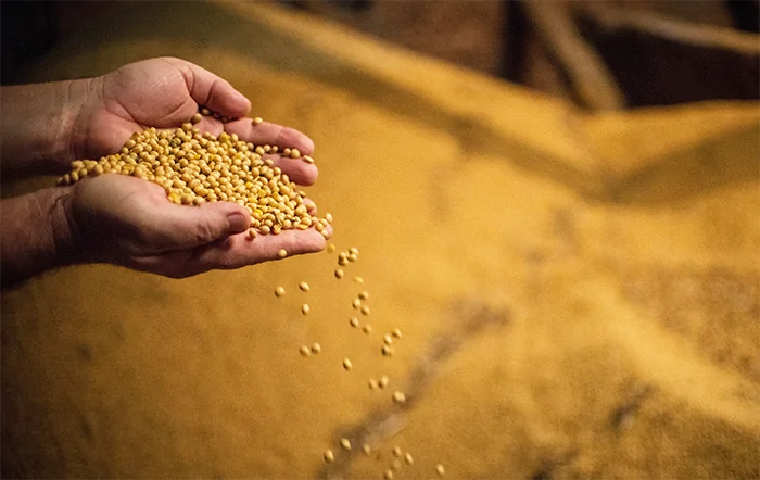 Soja ‘ganha’ 1,6 mi de t graças ao avanço da produtividade de MT