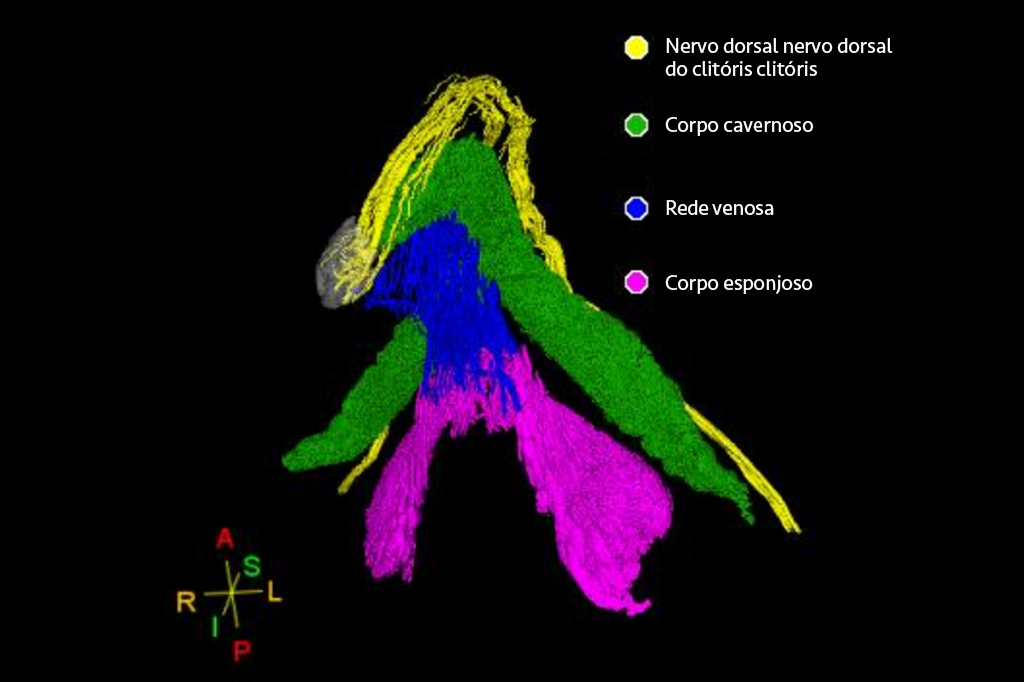 Ilustração do mapeamento completo da rede de nervos do clitóris.