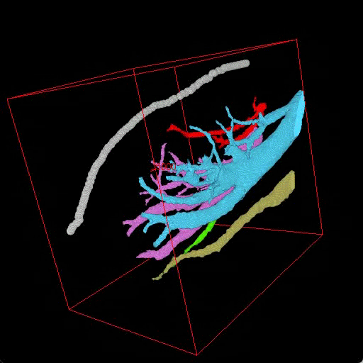 Gif do mapeamento completo da rede de nervos do clitóris.