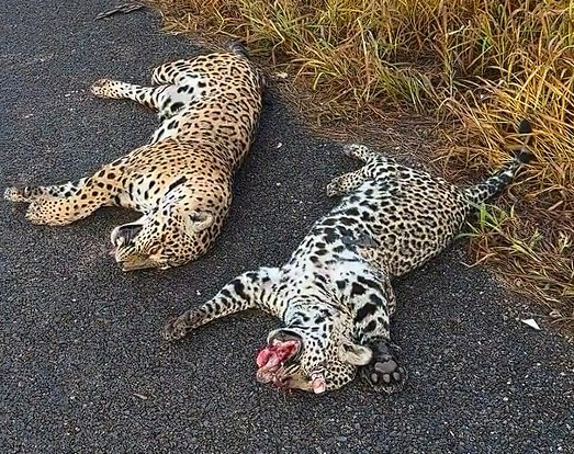 0cc0452077f76c6591c8073fa547bd7c Onça morre atropelada na BR-163; é o segundo caso em poucos dias na região