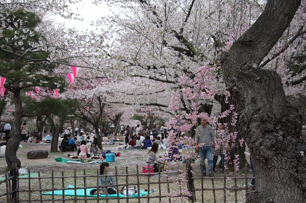 hanami-japao