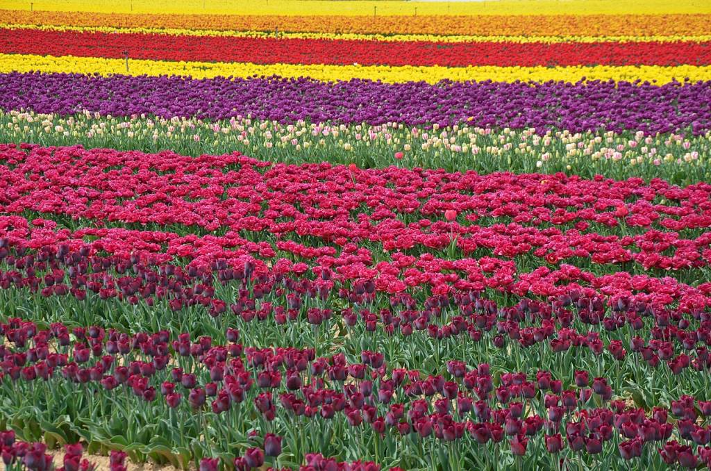 tulipas-provence