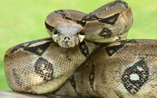 as jiboias, apesar de dóceis em cativeiro, necessitam de cuidados específicos